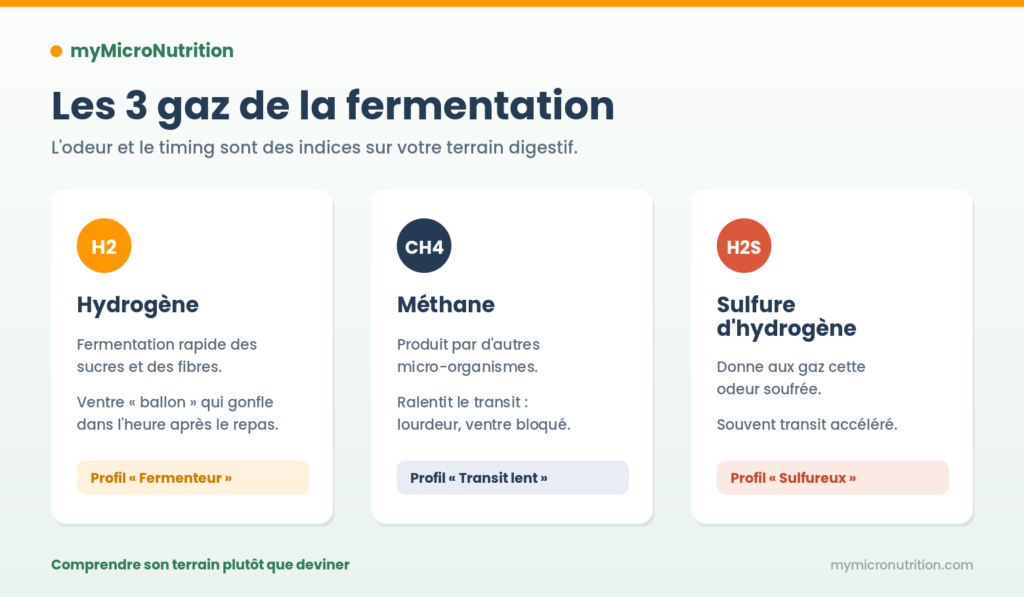 Les trois gaz de la fermentation intestinale : hydrogène (ventre ballon, profil Fermenteur), méthane (transit ralenti, profil Transit lent), sulfure d'hydrogène (odeur soufrée, profil Sulfureux).
