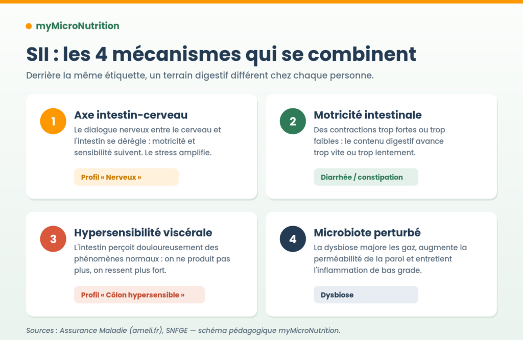Schéma des 4 mécanismes du syndrome de l'intestin irritable : axe intestin-cerveau, motricité intestinale, hypersensibilité viscérale et microbiote perturbé