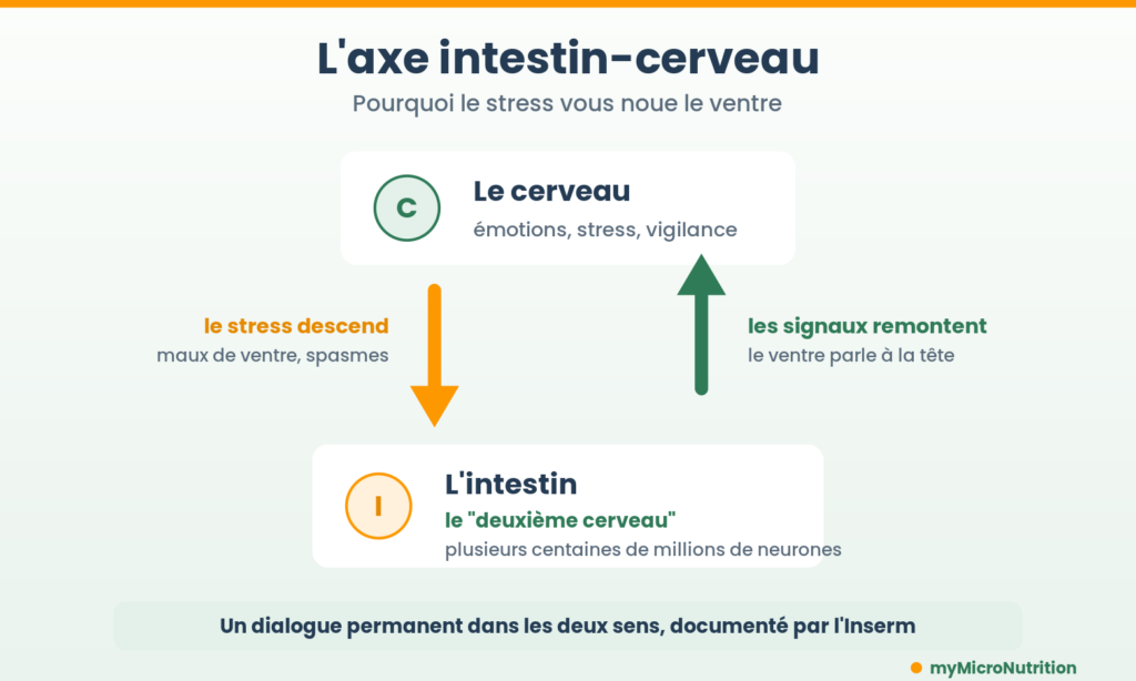 Schéma de l'axe intestin-cerveau : le stress descend du cerveau vers l'intestin, les signaux digestifs remontent
